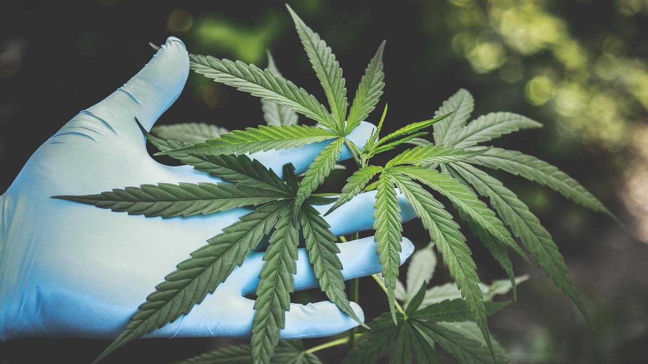 Ilustrasi ganja. Gambar: pexels