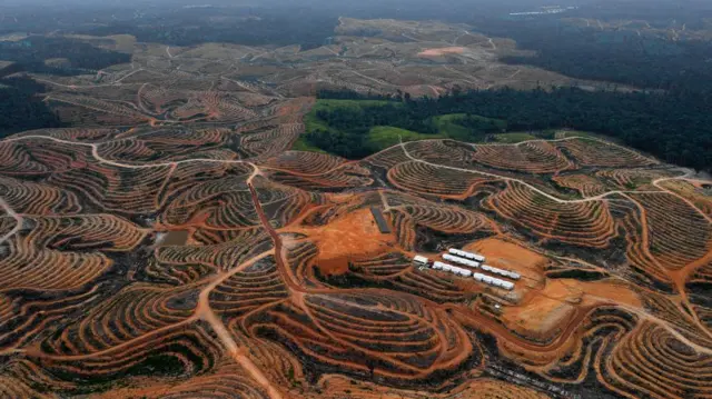 Lahan hutan yang dibuka untuk perkebunan skala besar tampak gundul. Gambar: BBC news Indonesia