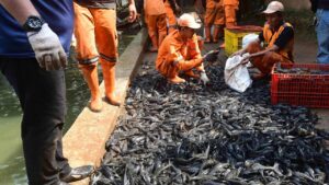 Ikan Sapu-Sapu jadi Ancaman- Dari Akuarium Hingga Menguasai Sungai Indonesia