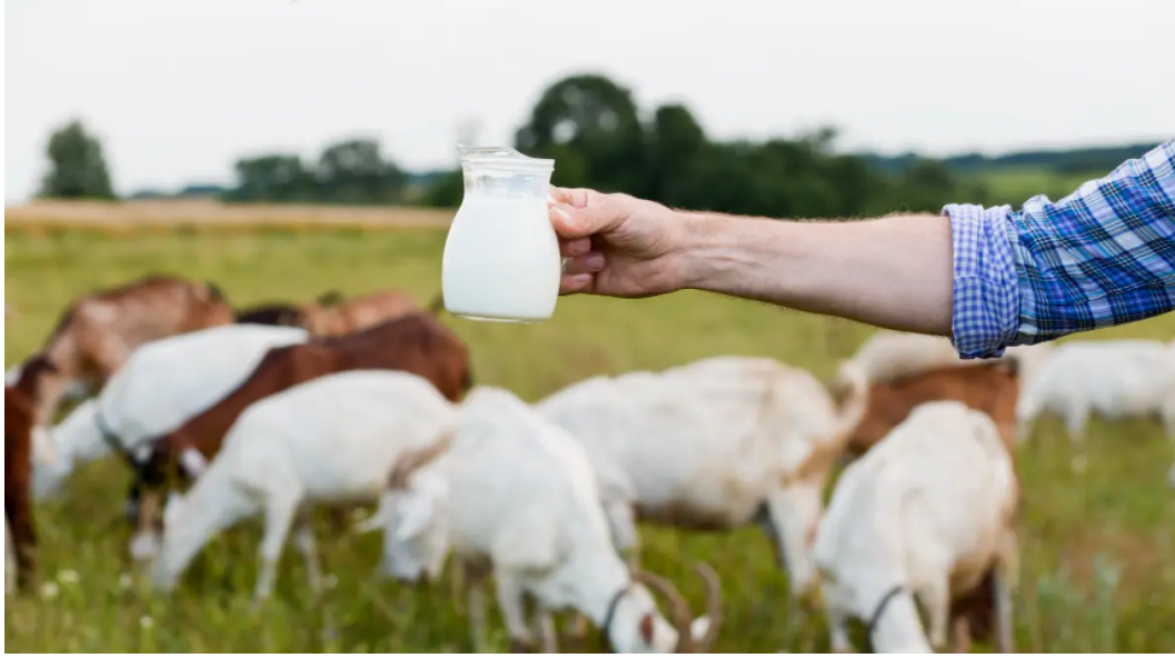 Ilustrasi susu kambing murni yang kaya akan protein, kalsium, dan vitamin bagi kesehatan tubuh (Foto: Freepik)